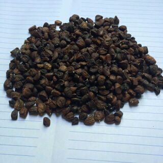 Hạt dổi rừng mẫu