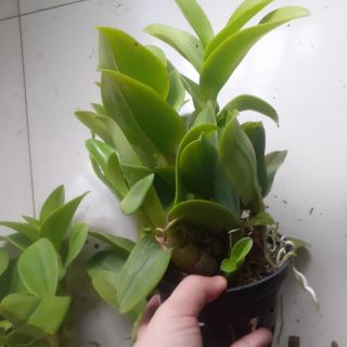 Hoa lan Denro nắng Sampranred