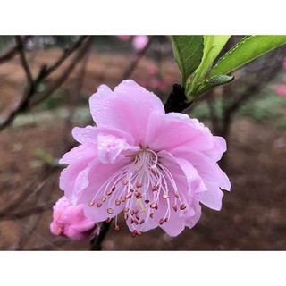 Đào phai kép, bích kép