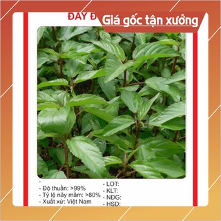 Hạt giống rau Đay Đỏ 20gram Hạt giống