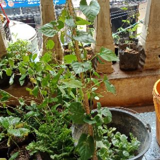 Cây dây leo liêm hồ đằng