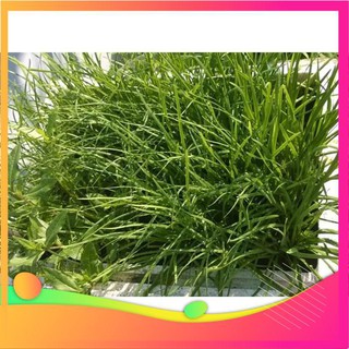 Hạt Giống Hẹ Ta - 5 Gram Hạt [ Tặng bộ dụng cụ làm vườn Mini 3 món ] VIETGAR