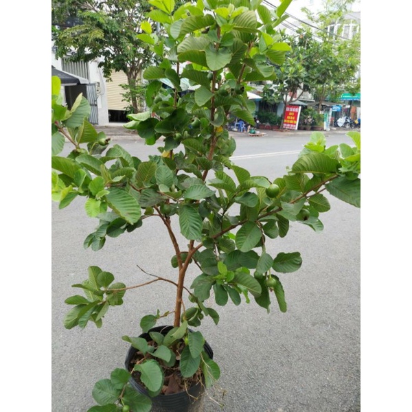 Ổi RuBy đang hoa đang trái)