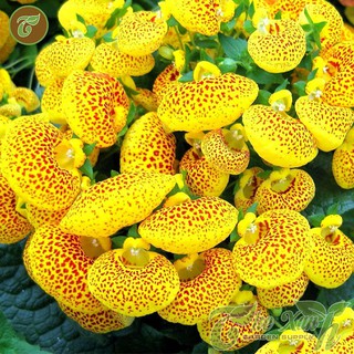 Hạt giống hoa huyền sâm