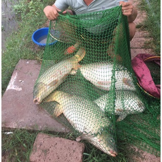 Dịch Trùn Quế - Siêu Dẫn Dụ