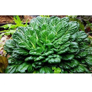 Hạt giống cải hoa hồng tatsoi gói 5gr