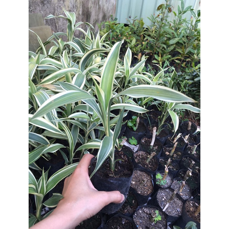 Cây Phát Tài Sọc - Phát Tài Mỹ , Boiboi.Organic, Cây Trong Bầu Đất, Rễ Mạnh