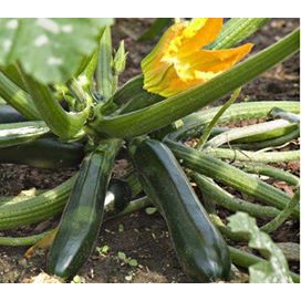 Gói Hạt Giống Bí Ngòi Xanh ( Zucchini )