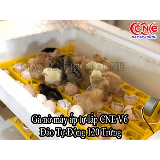  Bộ dk máy ấp cne v8