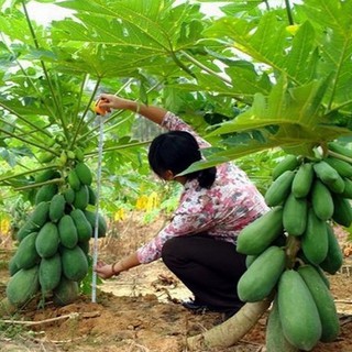 5 Hạt giống Đu đủ Lùn siêu trái 
