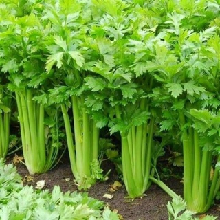 Bột cần tây nguyên chất sấy lạnh 500g