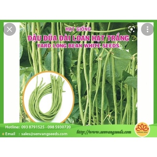 Hạt giống đậu đũa hạt trắng