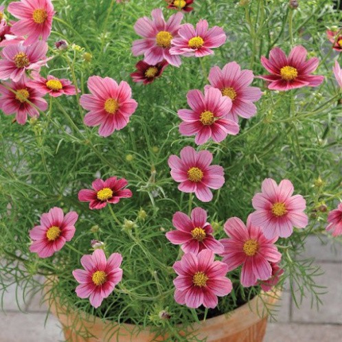 Hạt Giống Hoa Sao Nhái Mix Đủ Màu