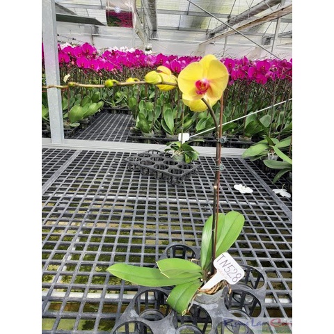 sàn nhựa trồng lan màu đen kích thước 95*95cm