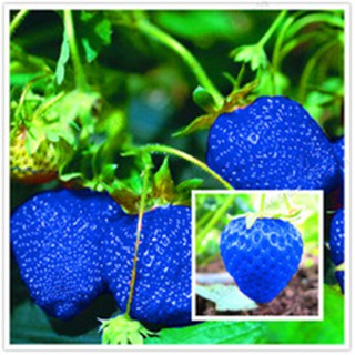 Hạt giống Dâu tây mix