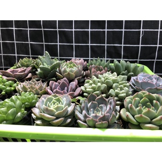Sen Đá Đẹp 15k