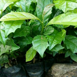 CÂY XẠ ĐEN HOÀ BÌNH (cây nhỡ)