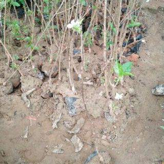 Cây chery anh đào giống
