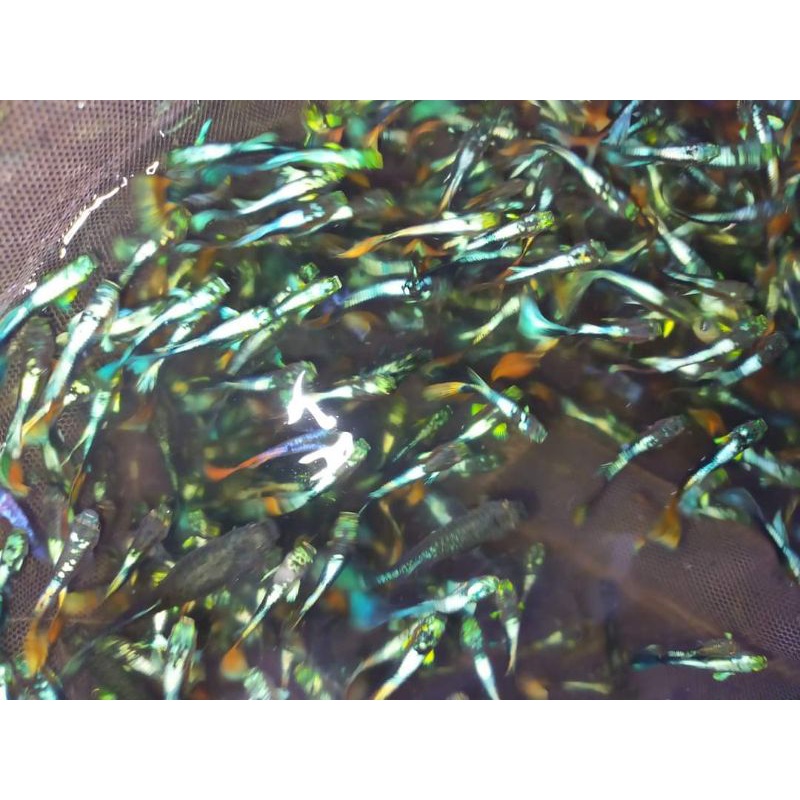 30 Con cá 7 màu úc, cá bảy màu, cá guppy thủy si b