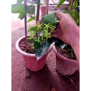 thiên lý đang hoA