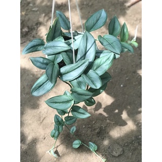 Cây trầu bà moonlight