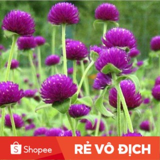 (SALE LỚN) 100 hạt hoa cúc bách nhật tím đậm