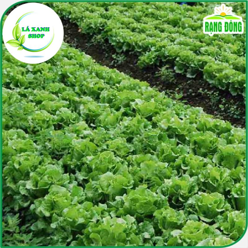 Hạt giống Xà Lách Mỹ Minetto Chịu Nhiệt, Sinh Trưởng Khỏe, Trồng Quanh Năm (gói 2 gram) - Hạt Giống Rạng Đông