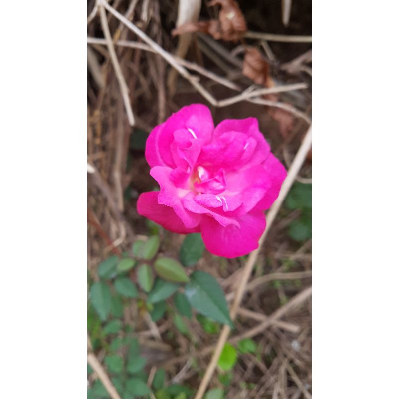 hoa hồng cổ ( tầm xuân cổ)