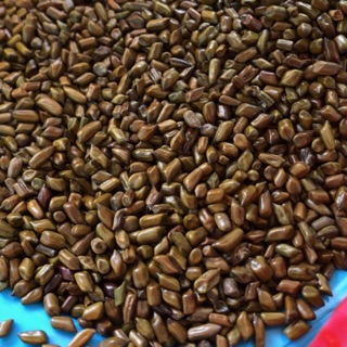 Combo200k hạt muồng và đồ chơi