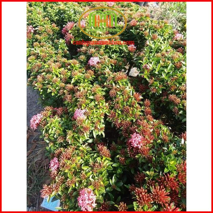 Đất vi sinh trồng cây rau ăn lá, củ, quả, rau gia vị 10kg