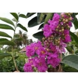 Cây Hoa Bằng Lăng tím (Khuyến mãi Mua 1 tặng 1)
