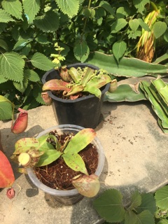 Cây nắp ấm bắt côn trùng