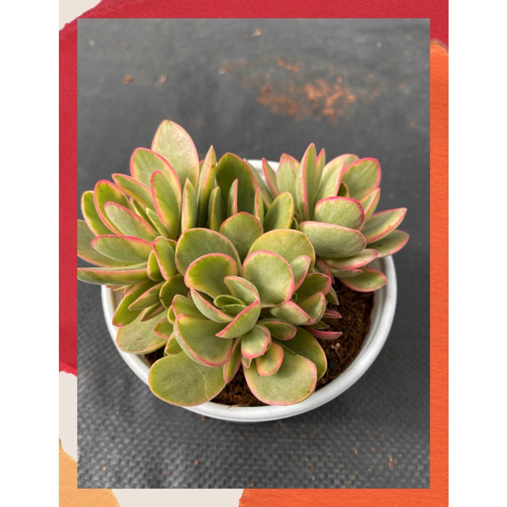 Sen đá bướm var mini Đà Lạt size trung bình cây cảnh trang trí nhà cửa Toro garden