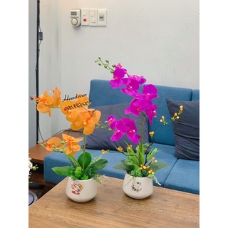Hoa giả - chậu lan cao su 2 nhánh giống thật 99%