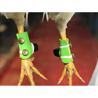 Bịt Cựa Cho Gà