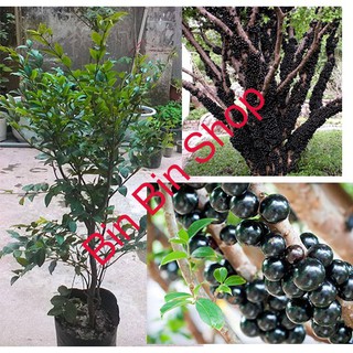HẠT GIỐNG NHO THÂN GỖ ( 3 hạt )