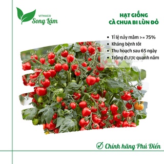 Hạt giống cà chua bi lùn quả đỏ gói 30 hạt