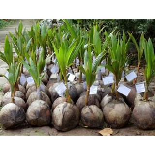 cây Cây Dừa sữa ngọt  - nước dừa như sữa tươi 🥛  - Cây Giống Nhập Khẩu  - Cây Giống Nhập Khẩu