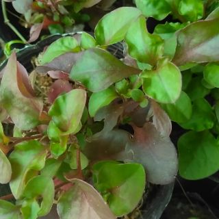 Rau dền Nhật - cải xoong Nhật