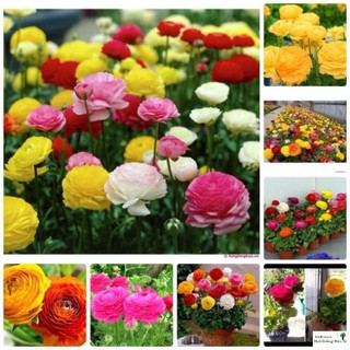 Gói 20 Hạt Giống Hoa Hồng Ri Ba Tư Nhiều Màu (Hoa Mao Lương) Luckyy.