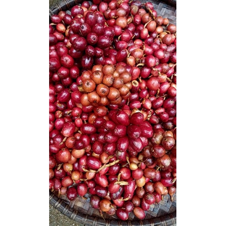 Thảo quả tươi Yên Bái ngâm rượu túi 500gr