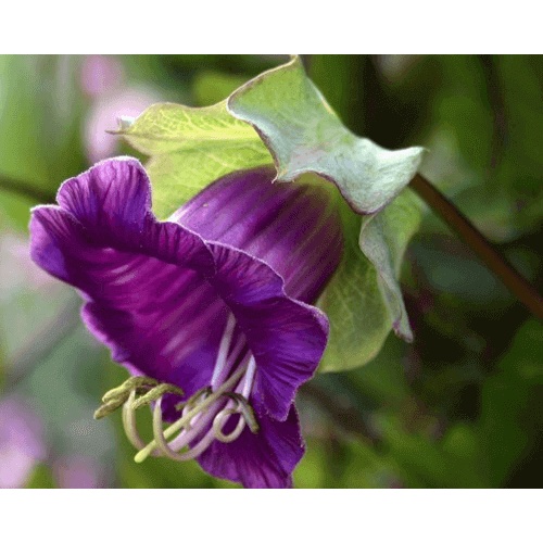 Hạt giống Hoa Chuông tím 2 tầng dây leo - Gói 5 hạt - hgct3