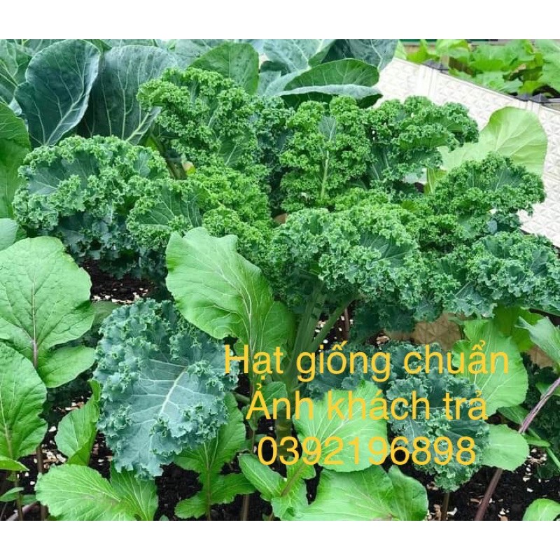 [Kèm hình cây trồng thật] Hạt giống Cải kale xanh Mỹ