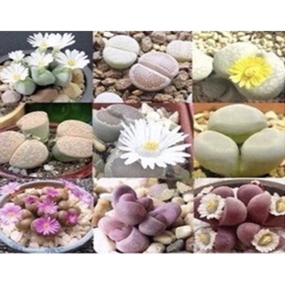 hạt giống sen đá Thỏ pha lê 50h