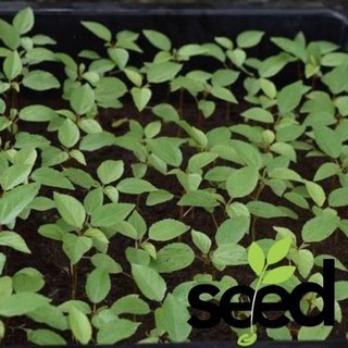 Hạt Giống Rau Đay Đỏ Rạng Đông 20Gram