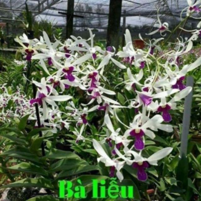 Lan denro nắng bà liễu cây tơ