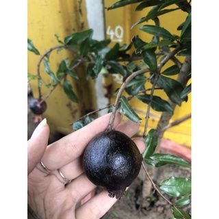 Cây lựu tím lựu đen