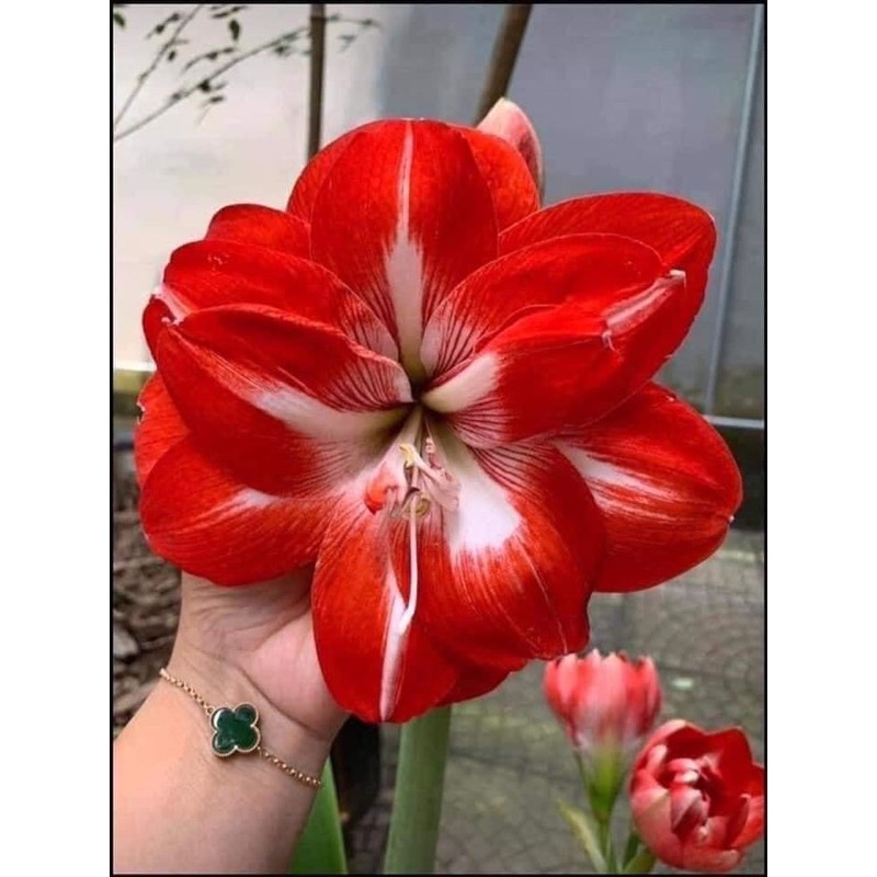 CỦ HUỆ LAN CÁNH KÉP MUA 5 củ tặng 1 củ cùng loại