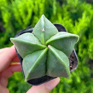 Xương rồng astro xanh - Vườn sen đá