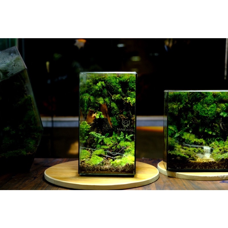 Terarium bình kín, đa giác kính, Xanhzone